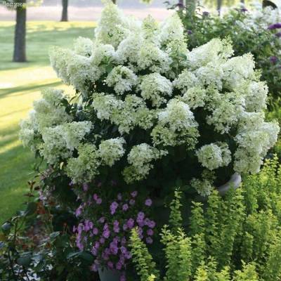 Гортензия метельчатая Дегудо, С3 - Dolinasad.by