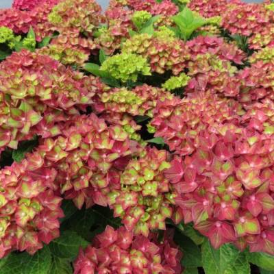 Гортензия крупнолистная Ребелион Ред Лав - Dolinasad.by