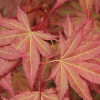 Клен пальмолистный Браун Шугар - Dolinasad.by