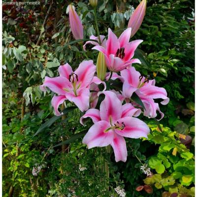 Лилия Фронтера Лилия Фронтера - Dolinasad.by