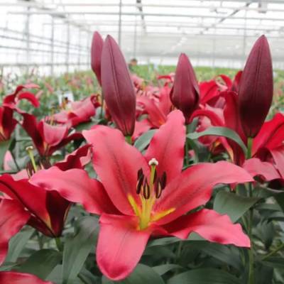 Лилия Ластинг Лов Лилия Ластинг Лов - Dolinasad.by