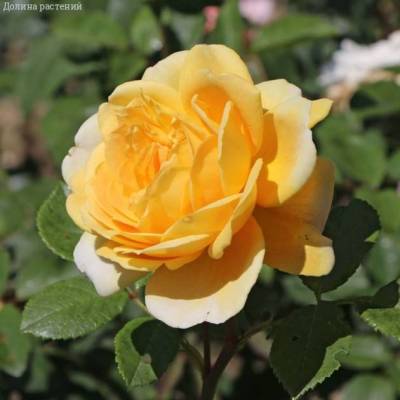 Роза Казино в горшке - Dolinasad.by