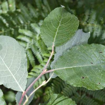 Ива козья, С3 Ива козья, С3 - Dolinasad.by