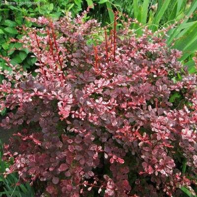 Барбарис Тунберга Фламинго, С2 - Dolinasad.by