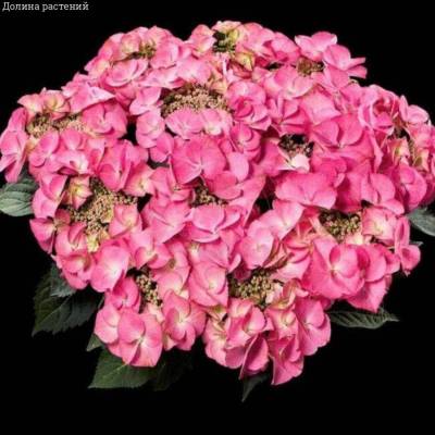 Гортензия крупнолистная Тифани Пинк, С2 - Dolinasad.by