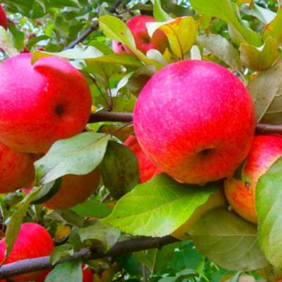 Яблоня Арнабель - Dolinasad.by