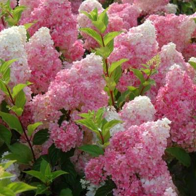 Гортензия метельчатая Ванилла Фрейз, С3 - Dolinasad.by