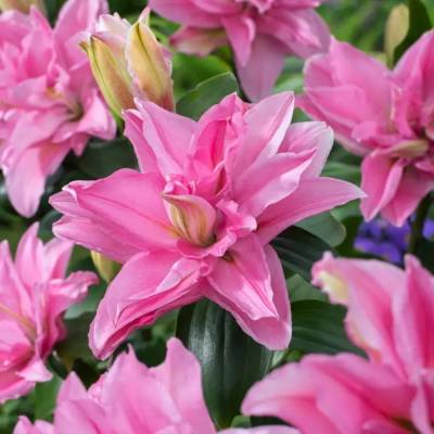 Лилия Роузлили Эдита - Dolinasad.by