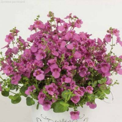 Диасция Дивара Пинск - Dolinasad.by