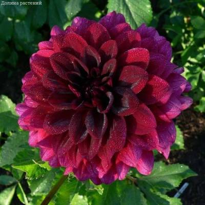 Георгина Вуду - Dolinasad.by