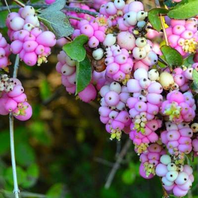 Снежноягодник  Мазер оф Перл, С3 - Dolinasad.by