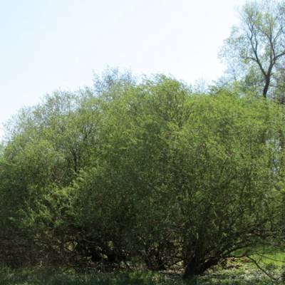 Ива пурпурная, С3 - Dolinasad.by