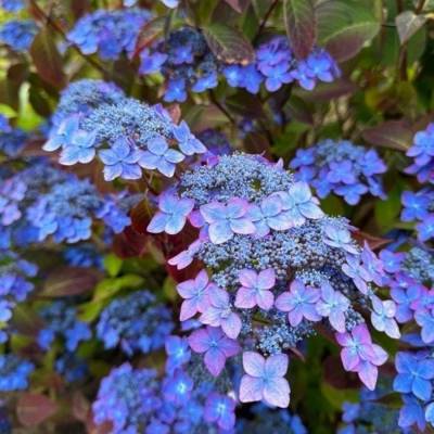 Гортензия пильчатая Барка, С3 - Dolinasad.by