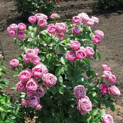 Роза Мисти Баблс - Dolinasad.by