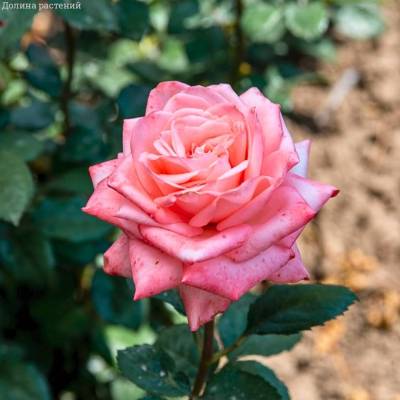 Роза Пикуба в горшке - Dolinasad.by