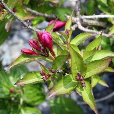 Вейгела Минуэт, С3 - Dolinasad.by