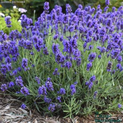 Лаванда, С3 - Dolinasad.by