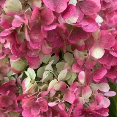 Гортензия метельчатая Краса Лесково на штамбе - Dolinasad.by