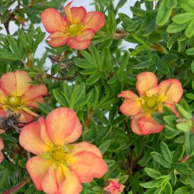 Лапчатка кустарниковая Белла Эппл, С2 - Dolinasad.by