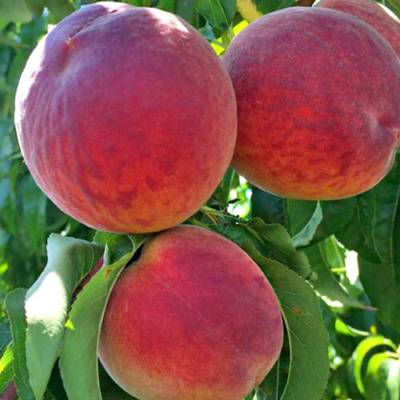 Персик Кардинал - Dolinasad.by