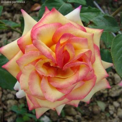 Роза Сальвадор в горшке - Dolinasad.by