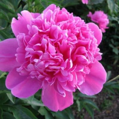 Пион Амабилис - Dolinasad.by