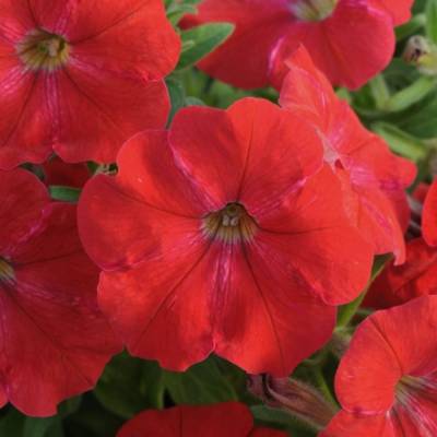 Петуния Альпетуния Ред Вельвет - Dolinasad.by