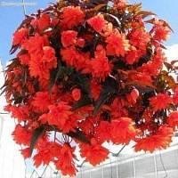 Бегония Ампельная Рэд фото