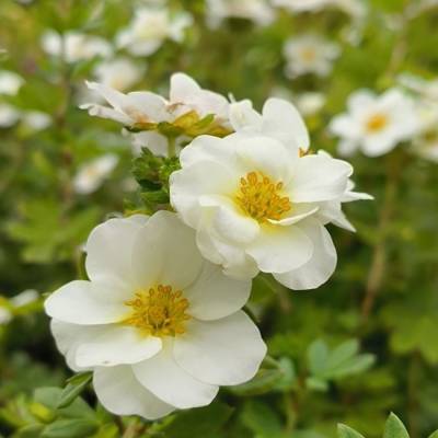 Лапчатка Крем Брюле, С2 - Dolinasad.by