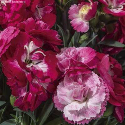 Гвоздика Свит Плеже Роуз Биколор - Dolinasad.by