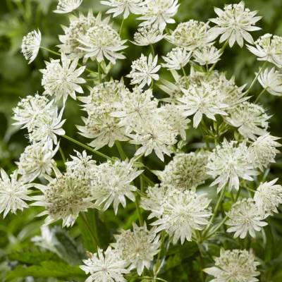 Астранция крупная Диамонд Вайт - Dolinasad.by