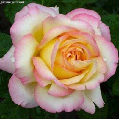 Роза Глория Деи в горшке - Dolinasad.by