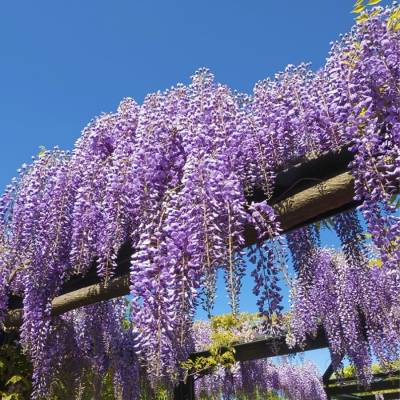 Глициния китайская, С3 - Dolinasad.by