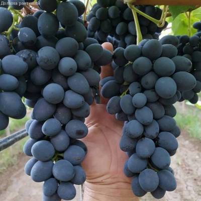 Саженцы винограда Сфинкс Беларусь доставка почтой, низкая цена