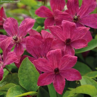 Клематис Экспандер - Dolinasad.by