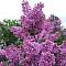 Сирень обыкновенная Аметист, С2 - Dolinasad.by
