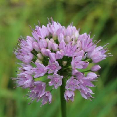 Аллиум сизый Саммер Бьюти - Dolinasad.by