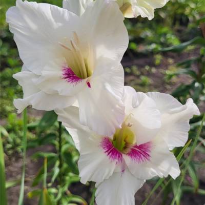 Гладиолус Норма Джин - Dolinasad.by