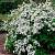 Спирея трехлопастная, С2 - Dolinasad.by