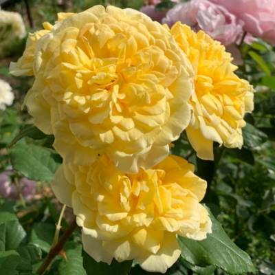 Роза Жоэль Маруани - Dolinasad.by