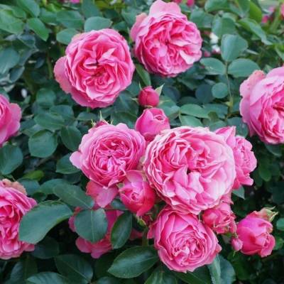 Роза штамбовая Леонардо - Dolinasad.by