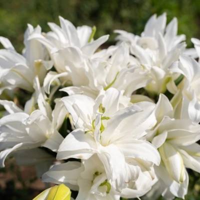 Лилия Роузлили Тирза - Dolinasad.by