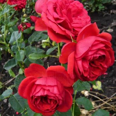 Роза Ален в горшке - Dolinasad.by