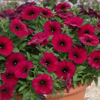 Петхоа Бьютикал Бордеаукс - Dolinasad.by