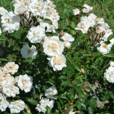 Роза Космос в горшке - Dolinasad.by