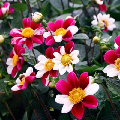 Георгина Твайнингс Смарти - Dolinasad.by