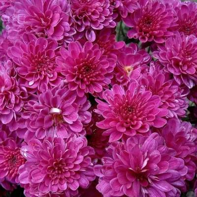 Хризантема мультифлора Бронсоуд Пурпл - Dolinasad.by