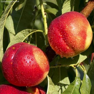 Нектарин Фантазия - Dolinasad.by