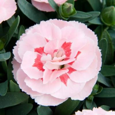 Гвоздика Оскар Пинк Стар - Dolinasad.by