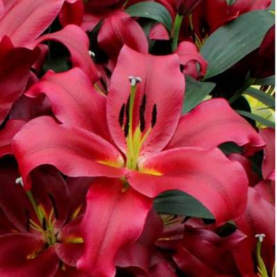 Лилия Ластинг Лов Лилия Ластинг Лов - Dolinasad.by